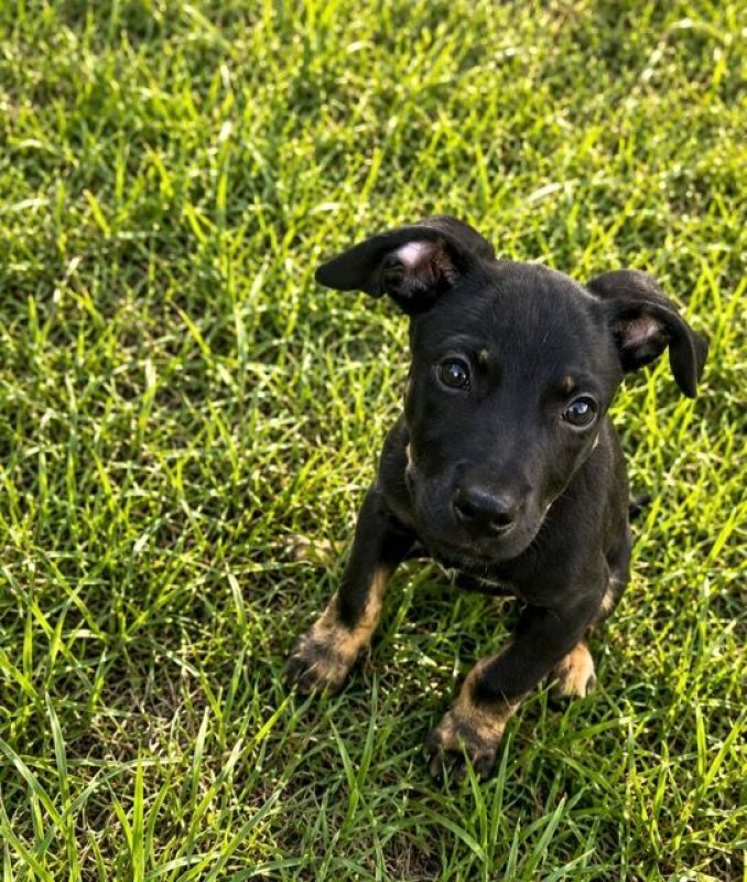 SAMY - Chien à adopter - photo 3