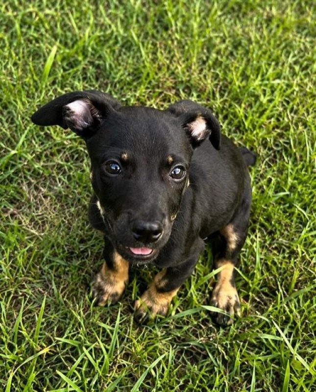 SAMY - Chien à adopter