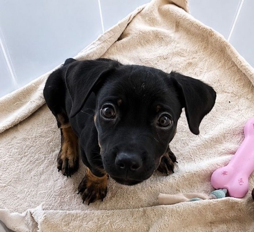 SAMY - Chien à adopter - photo 6