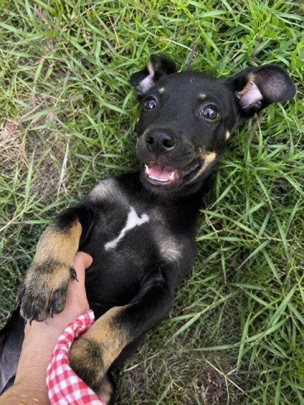 SAMY - Chien à adopter - photo 4