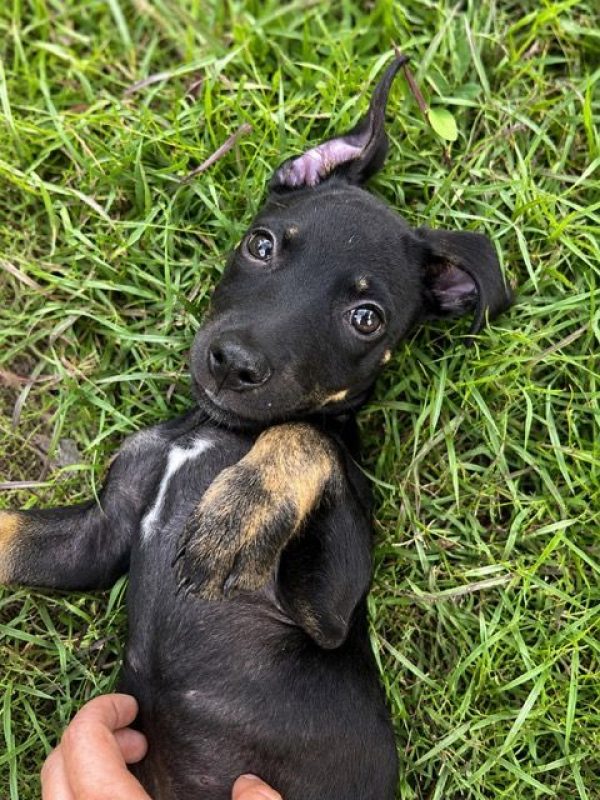 SAMY - Chien à adopter - photo 7