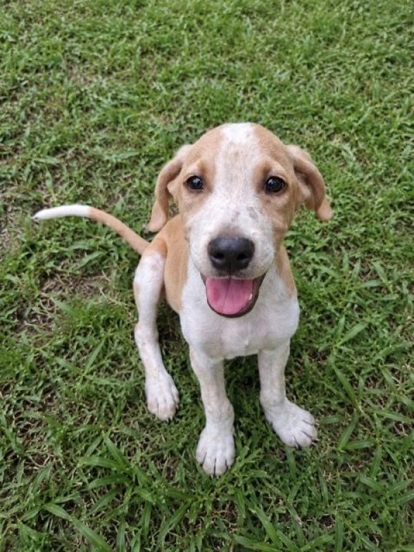 GERY - Chien à adopter