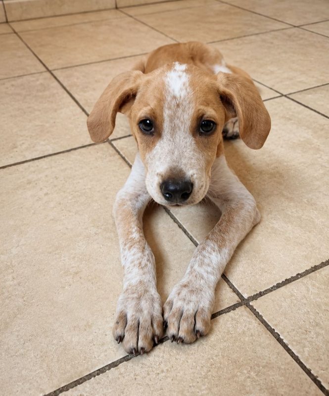 GERY - Chien à adopter - photo 3