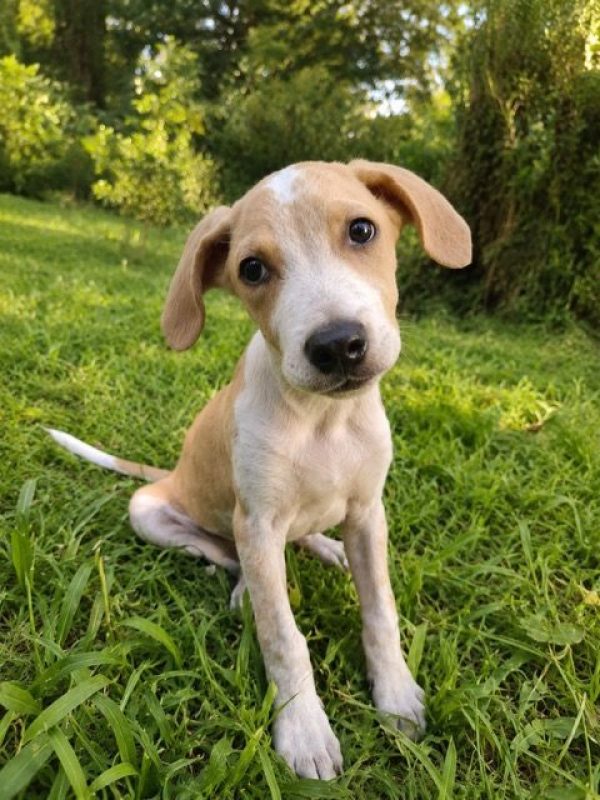 GERY - Chien à adopter - photo 6