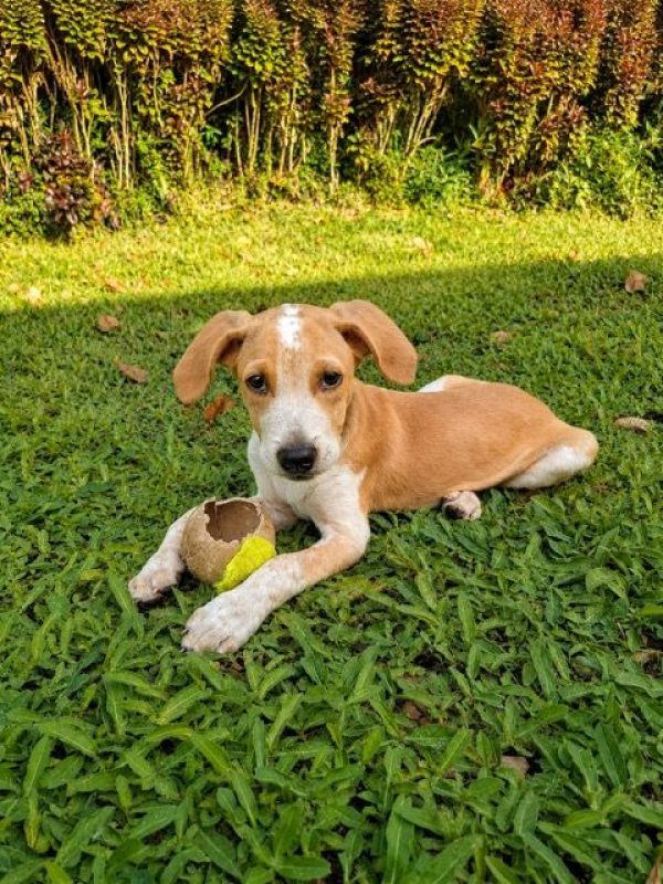 GERY - Chien à adopter - photo 5