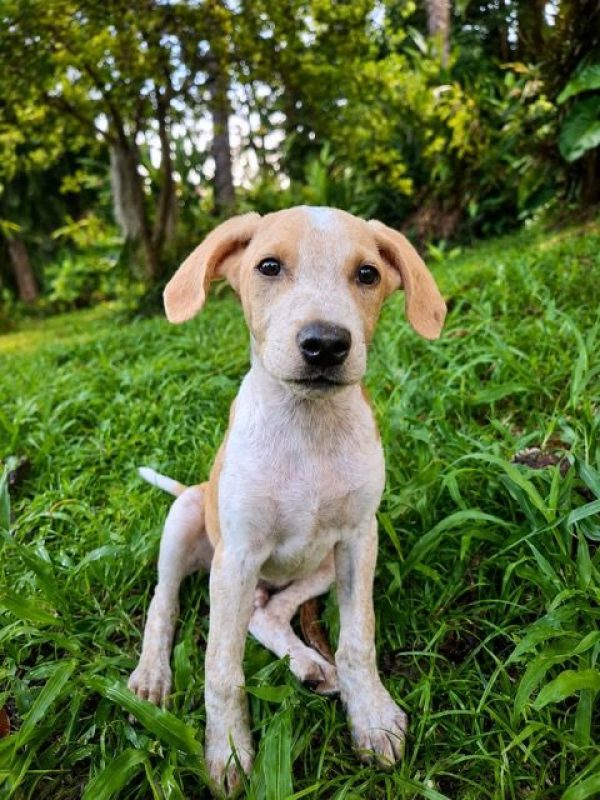 GERY - Chien à adopter - photo 7