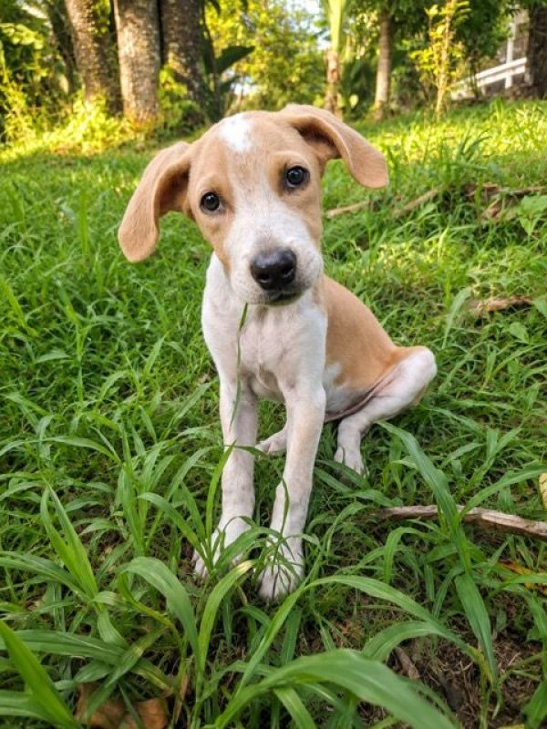 GERY - Chien à adopter - photo 2