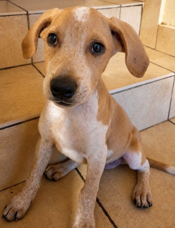 GERY - Chien à adopter - photo 8