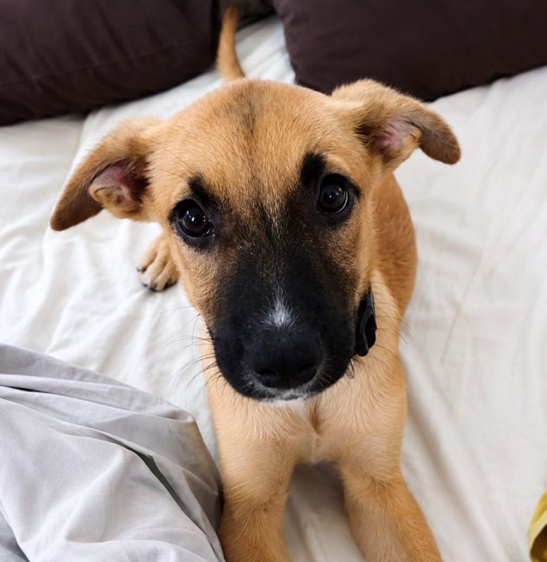 BAO - Chien à adopter - photo 6
