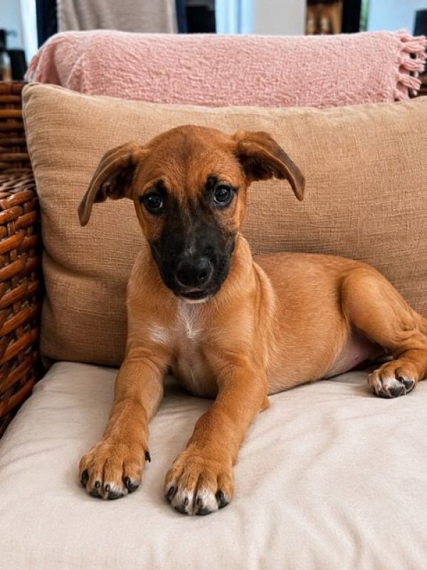 BAO - Chien à adopter