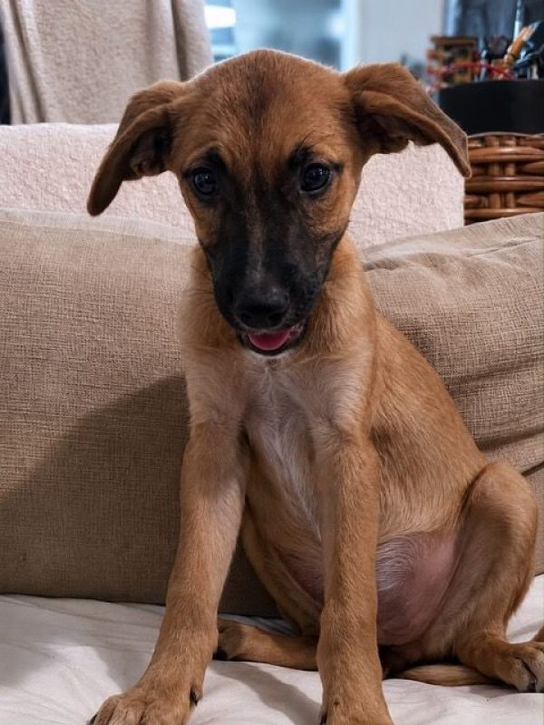 BAO - Chien à adopter - photo 2