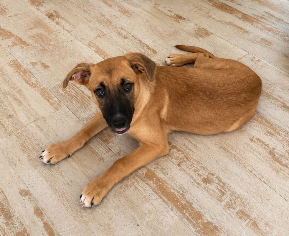 BAO - Chien à adopter - photo 3