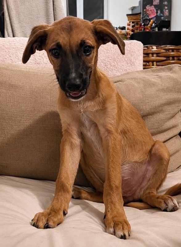 BAO - Chien à adopter - photo 4