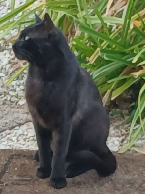 Butters - Chat Européen à adopter - photo 3