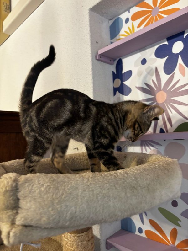 Barthelemy - Chat Européen à adopter