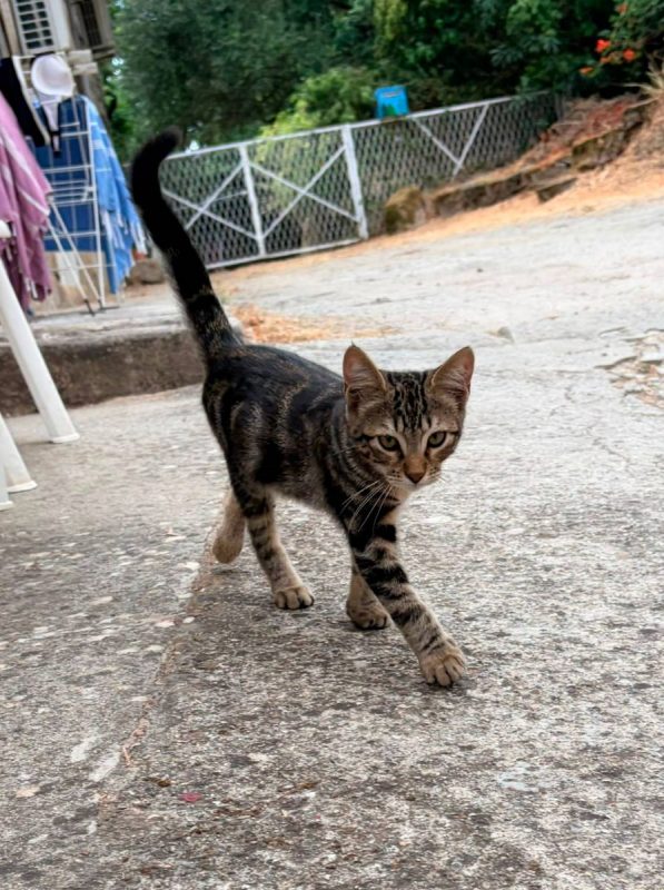 Barthelemy - Chat Européen à adopter - photo 4