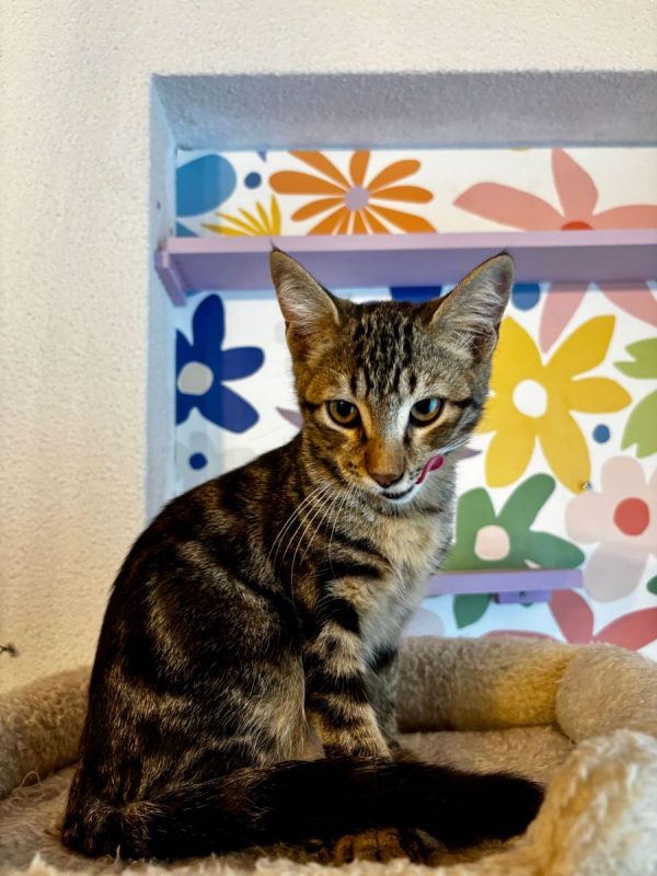 Barthelemy - Chat Européen à adopter - photo 2