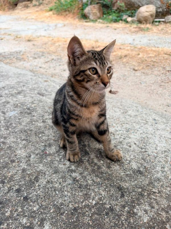 Barthelemy - Chat Européen à adopter - photo 3