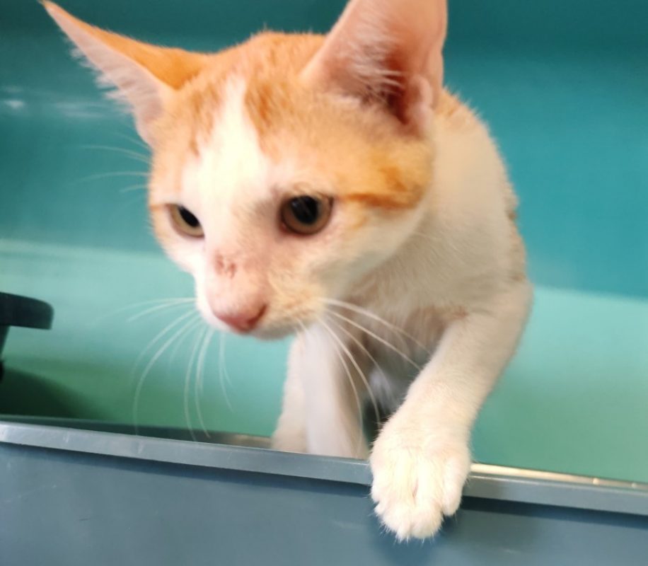 Zafir - Chat Européen à adopter