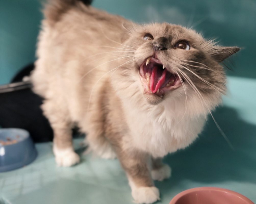Vadrouille - Chat Sacré de Birmanie à adopter