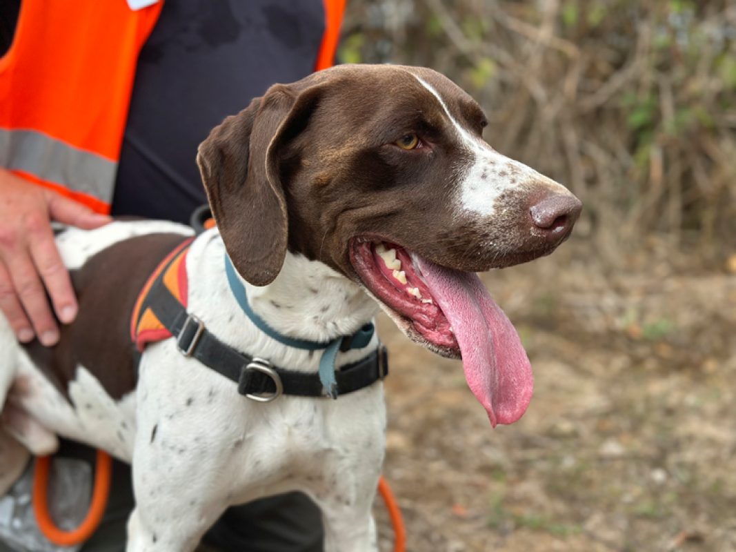 Sparo - Chien Braque allemand à poil court à adopter