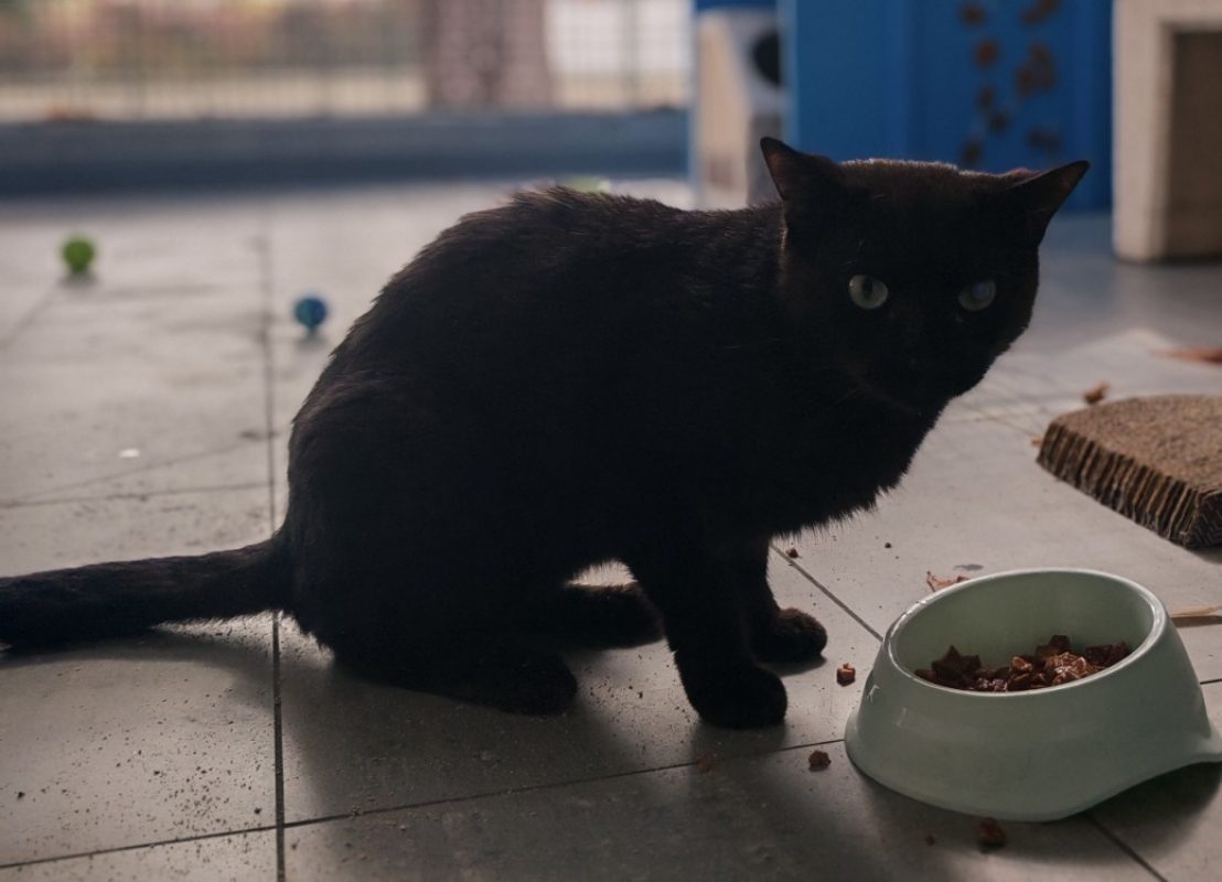Zitoune - Chat Européen à adopter