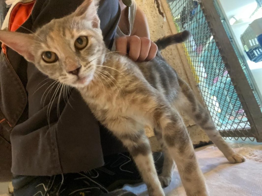 Juliette - Chat Européen à adopter