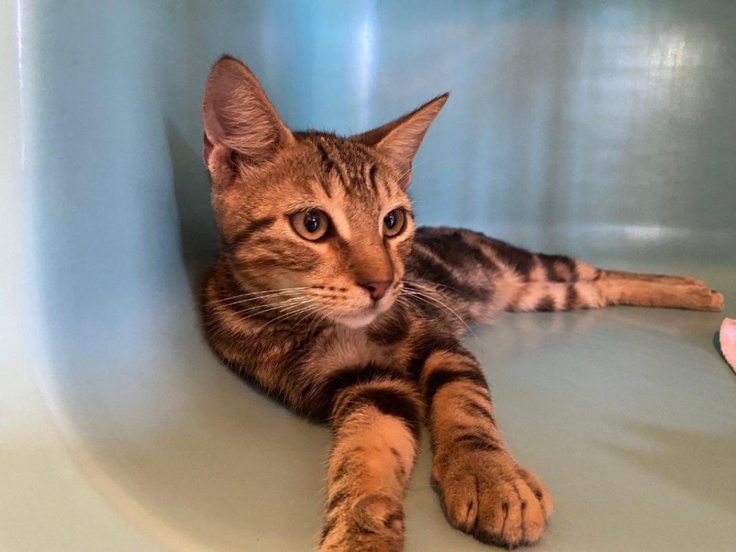 Romeo - Chat Européen à adopter