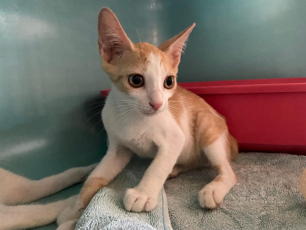Sandro - Chat Européen à adopter