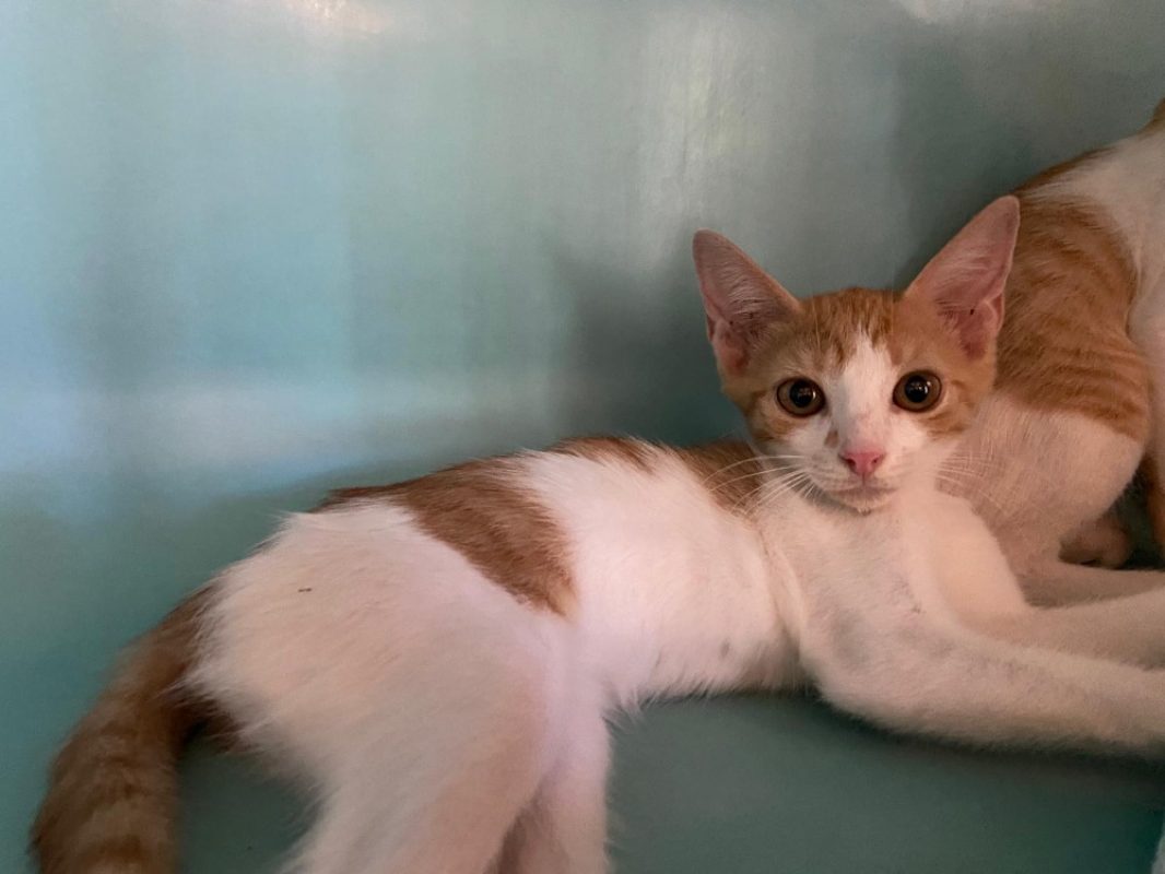 Solal - Chat Européen à adopter