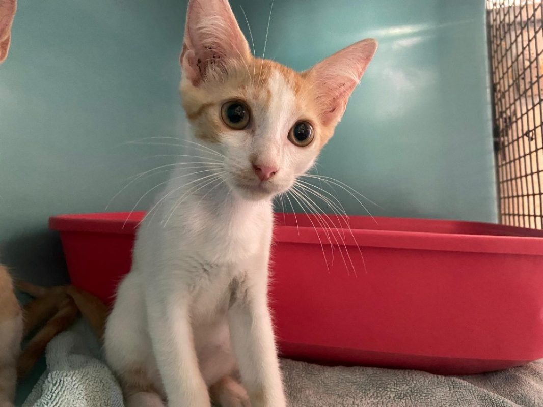 Sacha - Chat Européen à adopter