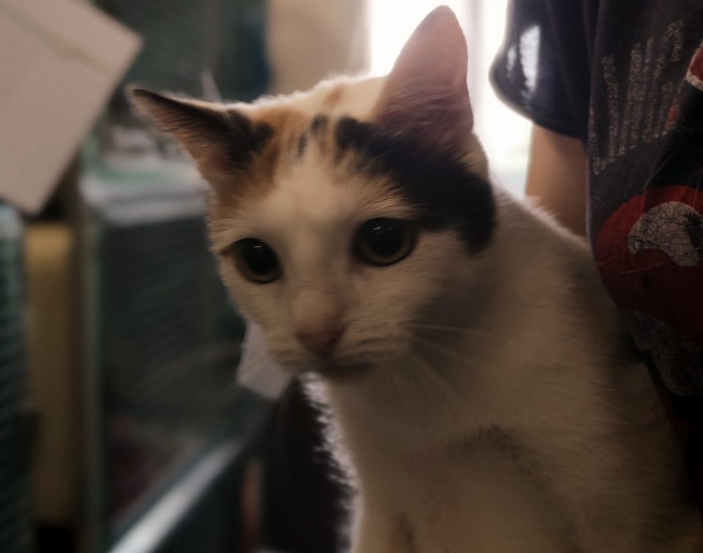 Suli - Chat Européen à adopter
