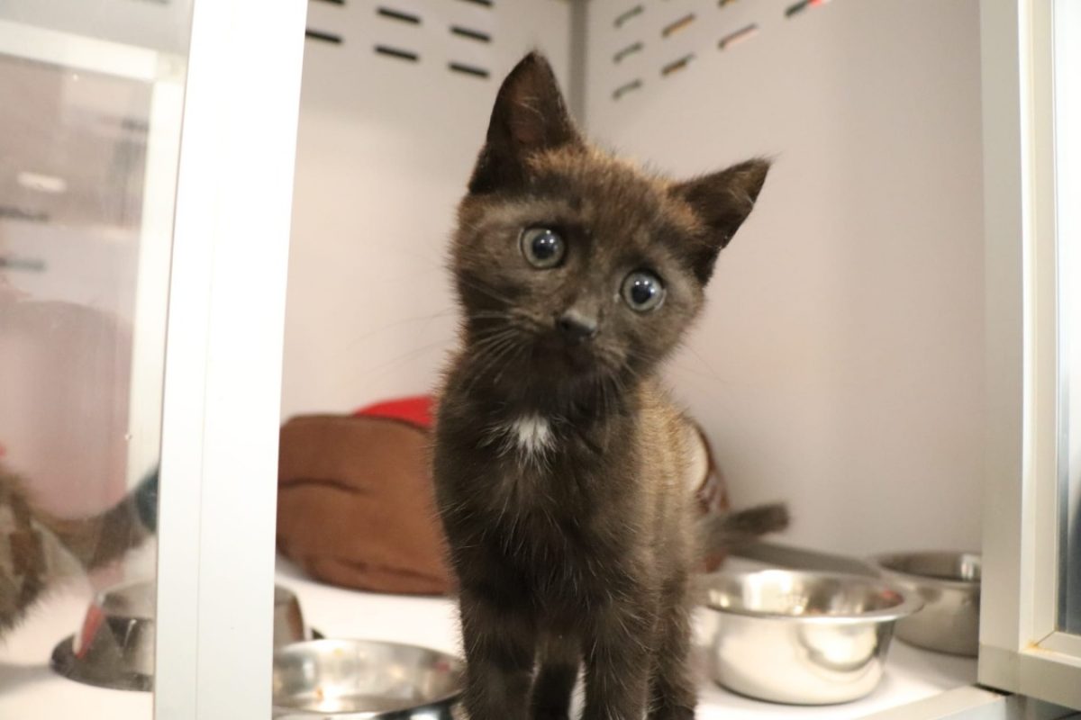 Brooke - Chat Européen à adopter