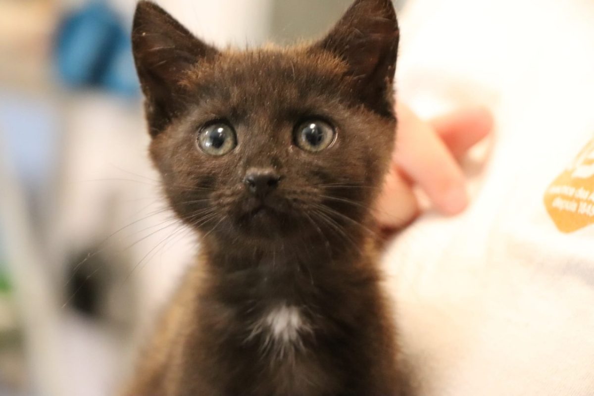 Brooke - Chat Européen à adopter - photo 2