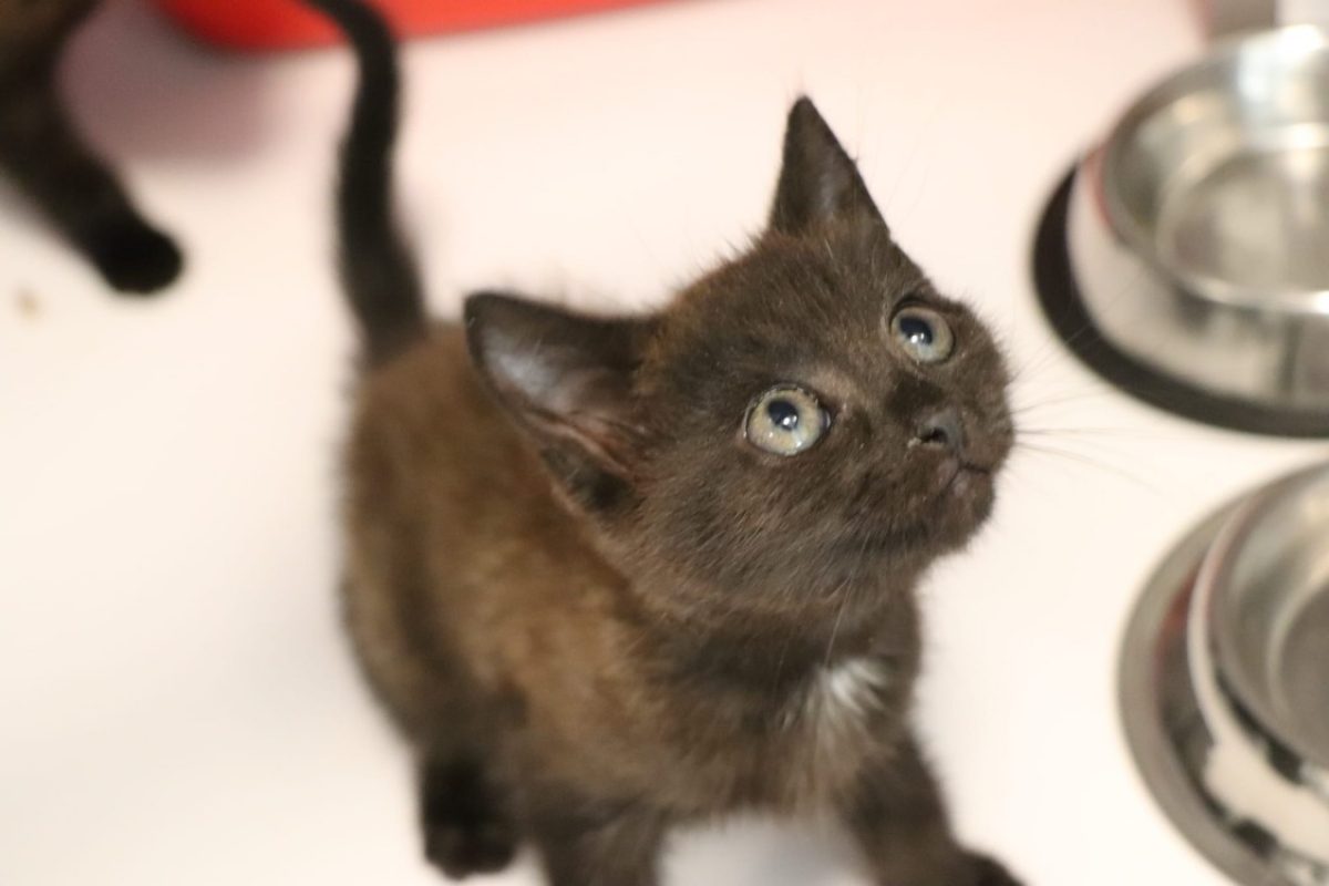 Brooke - Chat Européen à adopter - photo 3