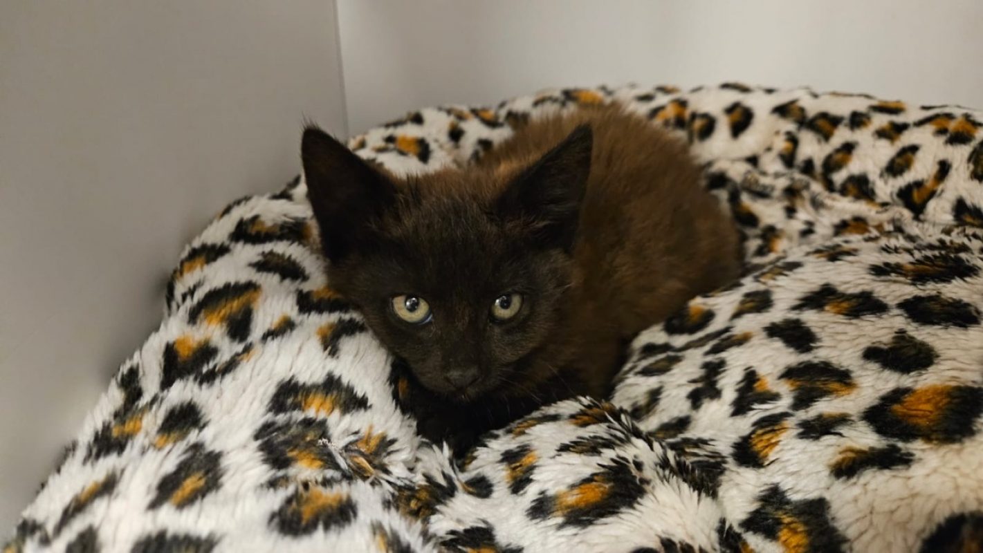 Brooke - Chat Européen à adopter - photo 4