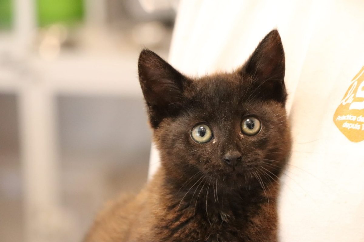 Blaze - Chat Européen à adopter