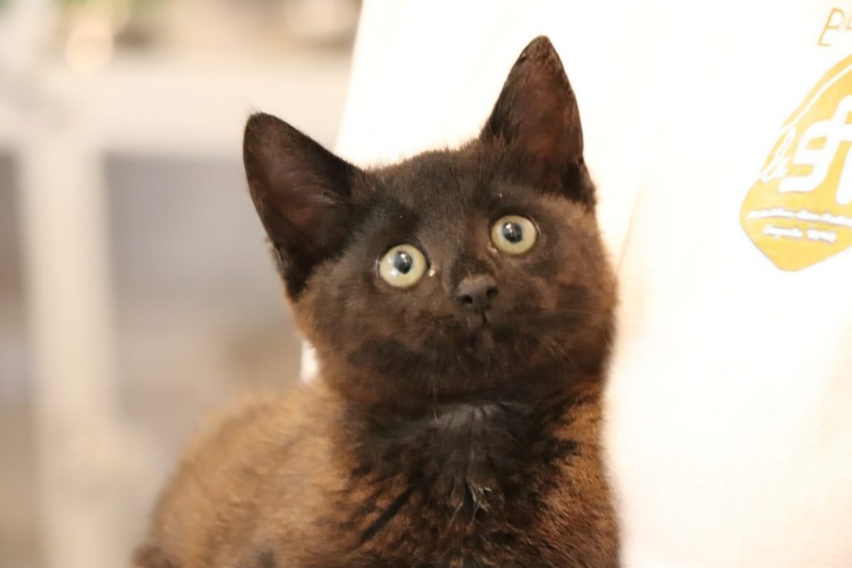 Blaze - Chat Européen à adopter - photo 2