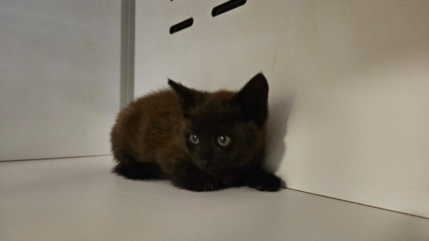 Blaze - Chat Européen à adopter - photo 3