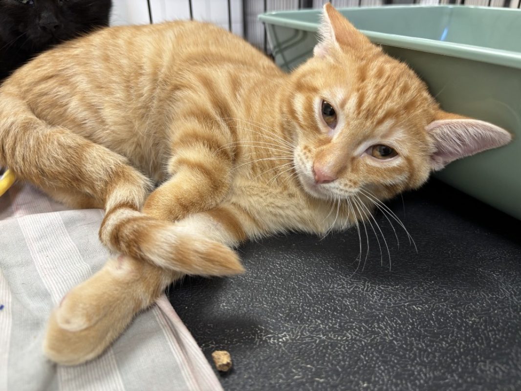 Jumper - Chat Européen à adopter