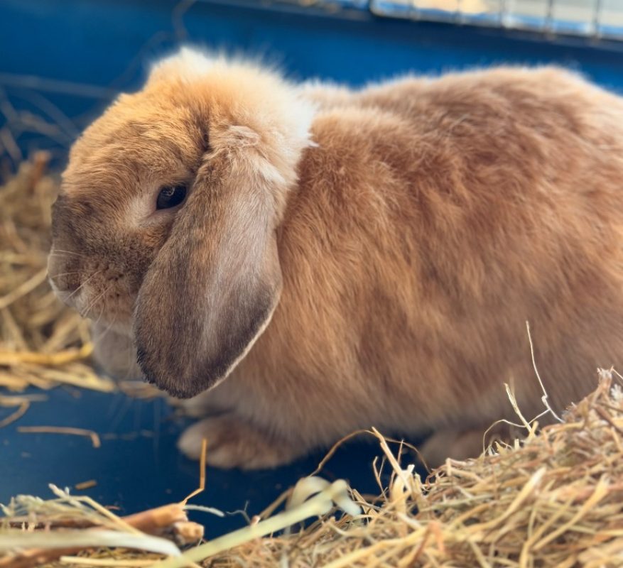 Bibiche - Rongeur Lapin à adopter