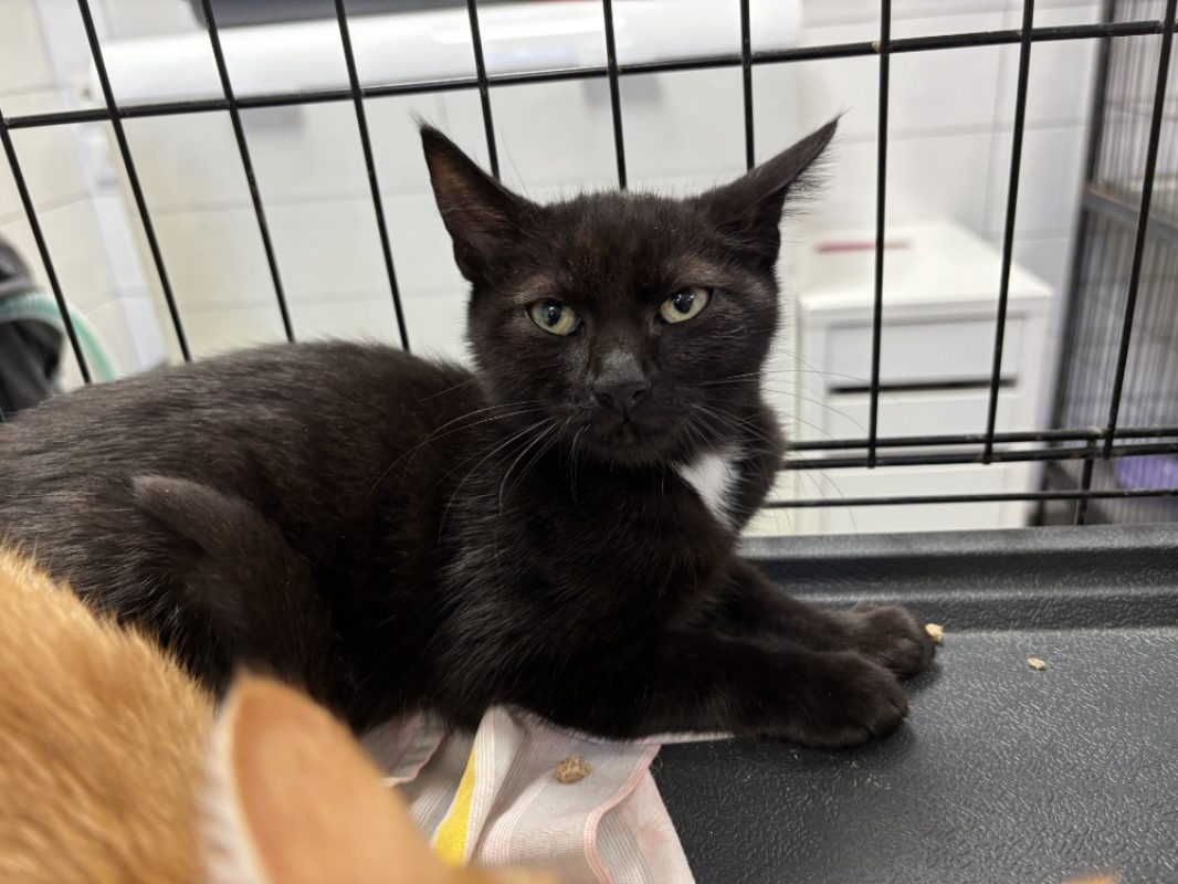 Prouti - Chat Européen à adopter