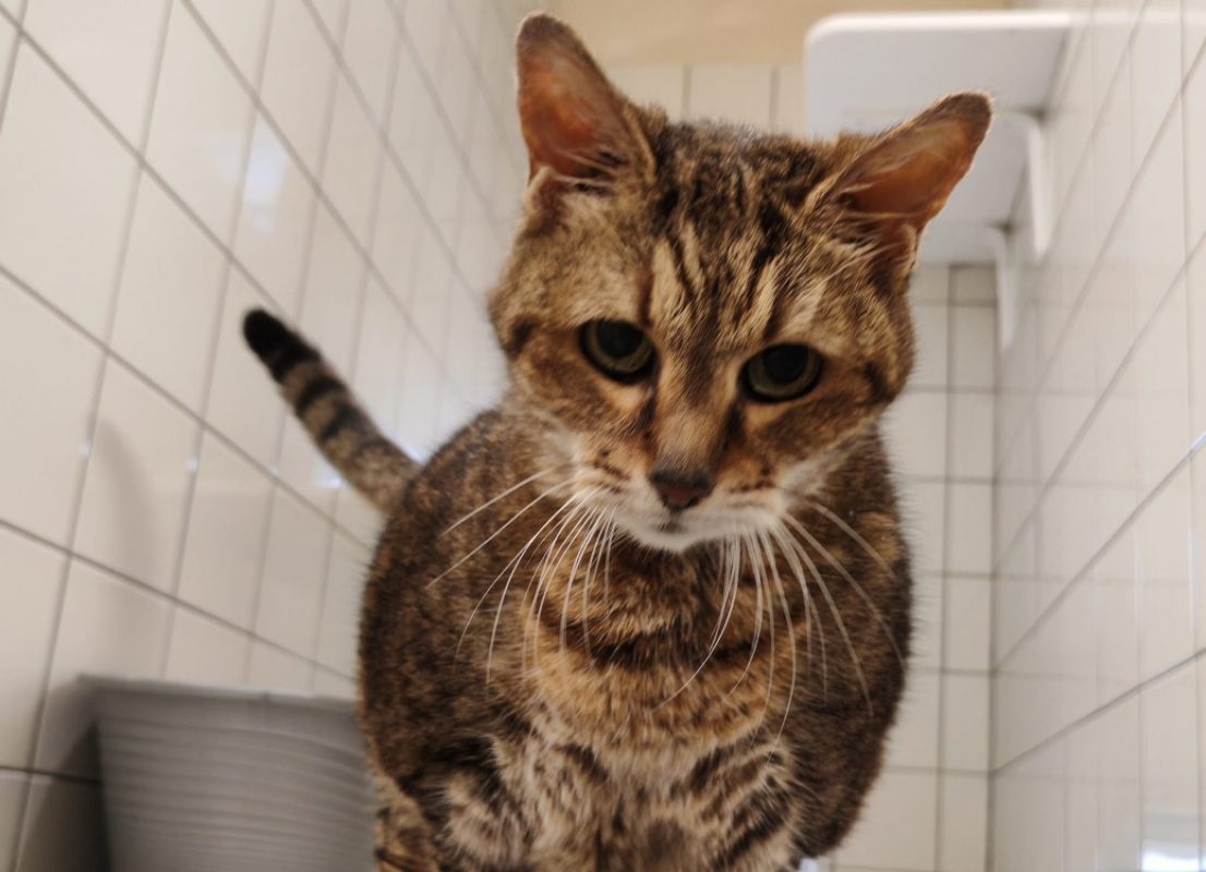Gucci - Chat à adopter