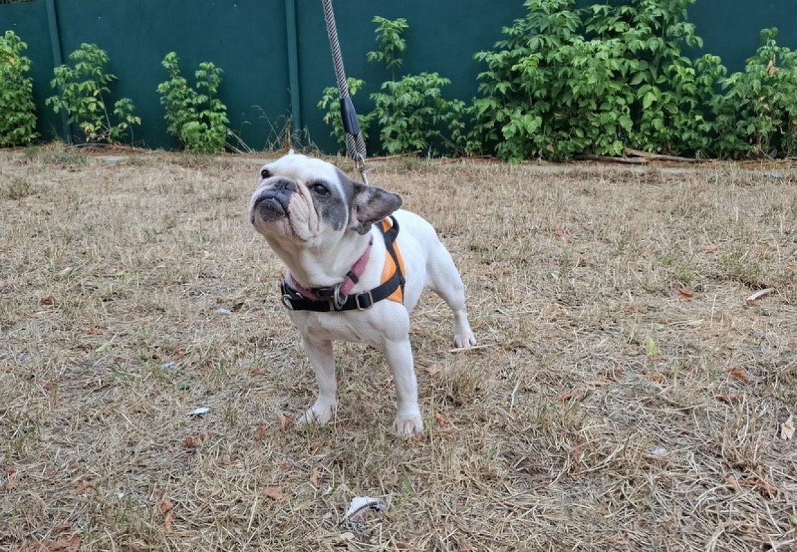 Taliaa - Chien Bouledogue Français à adopter