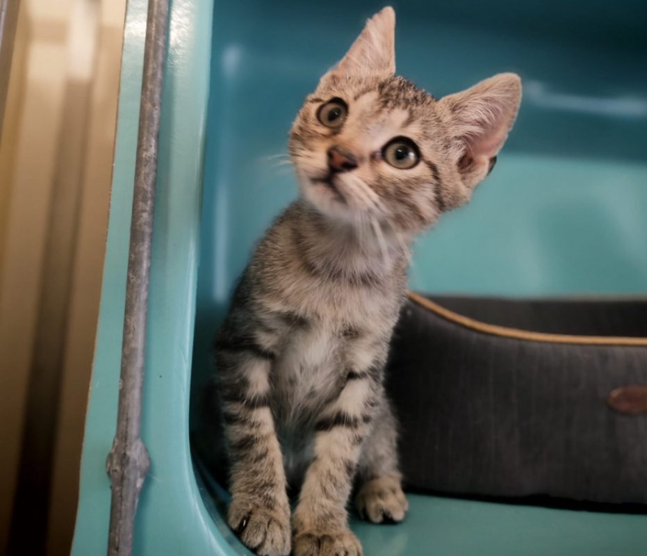 Jackson - Chat Européen à adopter