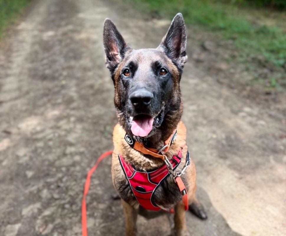 Salto - Chien Berger Belge Malinois à adopter