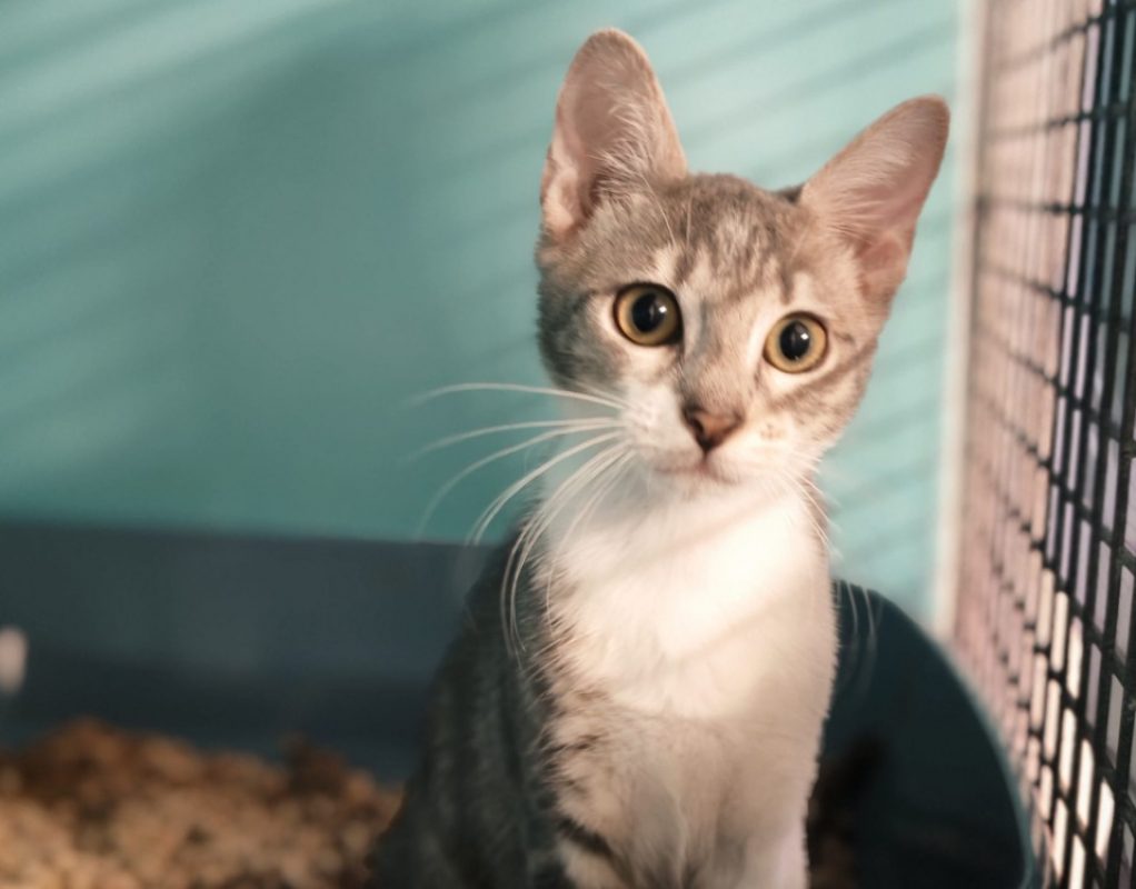 Gray - Chat Européen à adopter