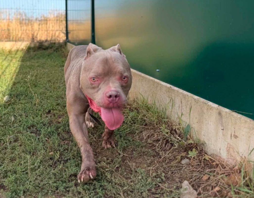 Biggy - Chien American Bully à adopter