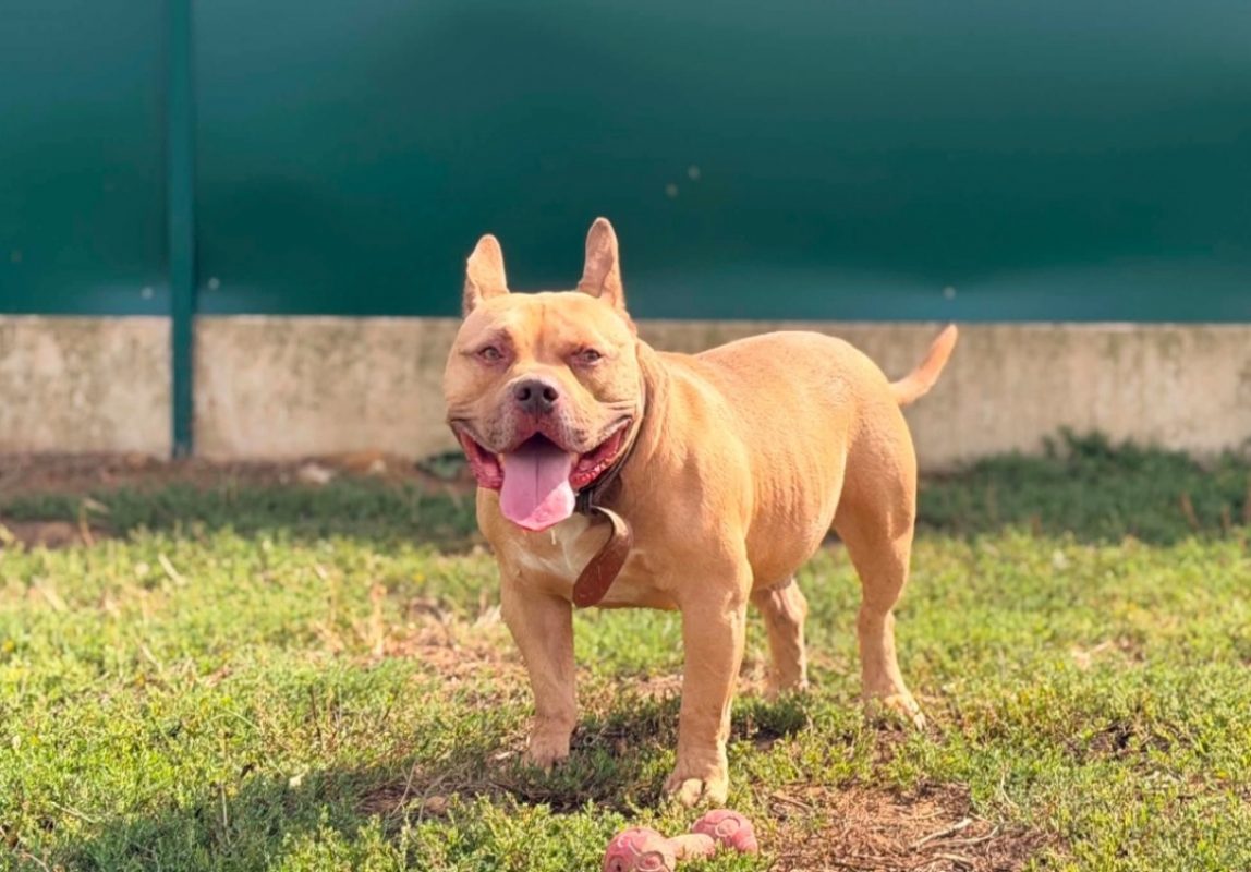 Tyson - Chien American Bully à adopter