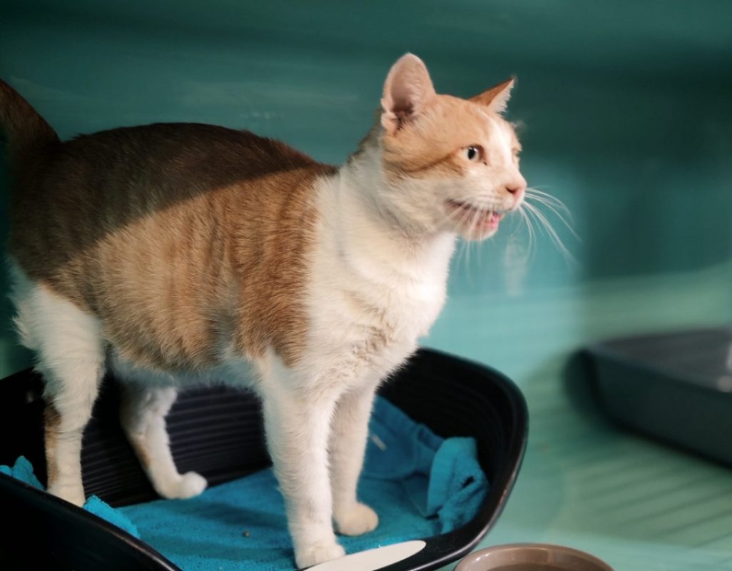 Elvis /garfield - Chat Européen à adopter